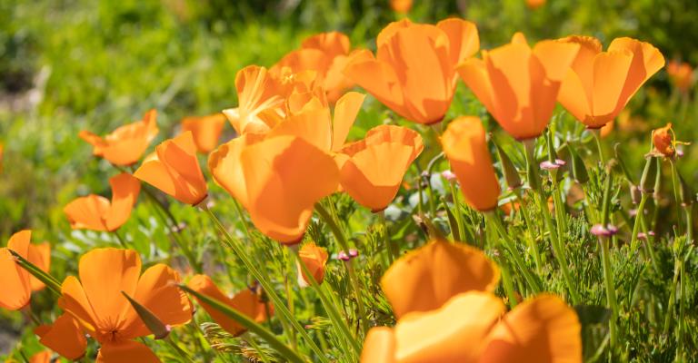Poppys on campus