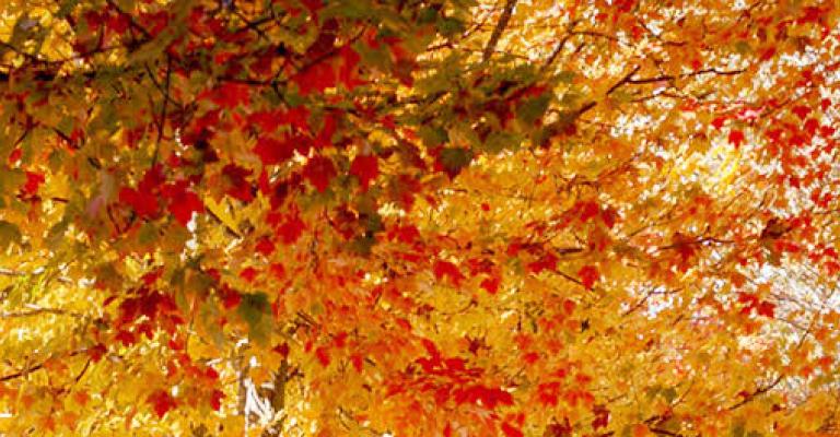 Tree branches covered with vibrant autumn leaves in shades of yellow, orange, and red.