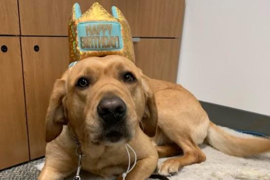 Brulee the guide dog, a golder lab reteiver