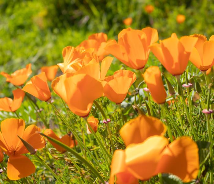 Poppys on campus