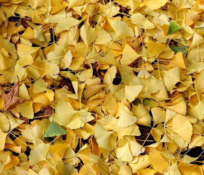 leaves