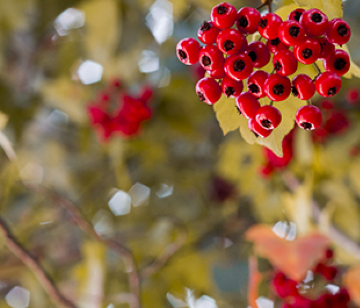 Holly berries and branches