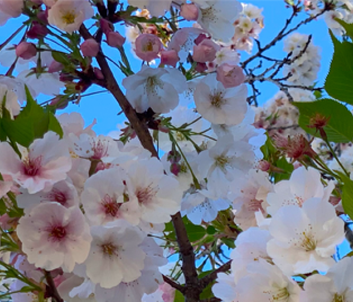 tree blossoms in the Spring