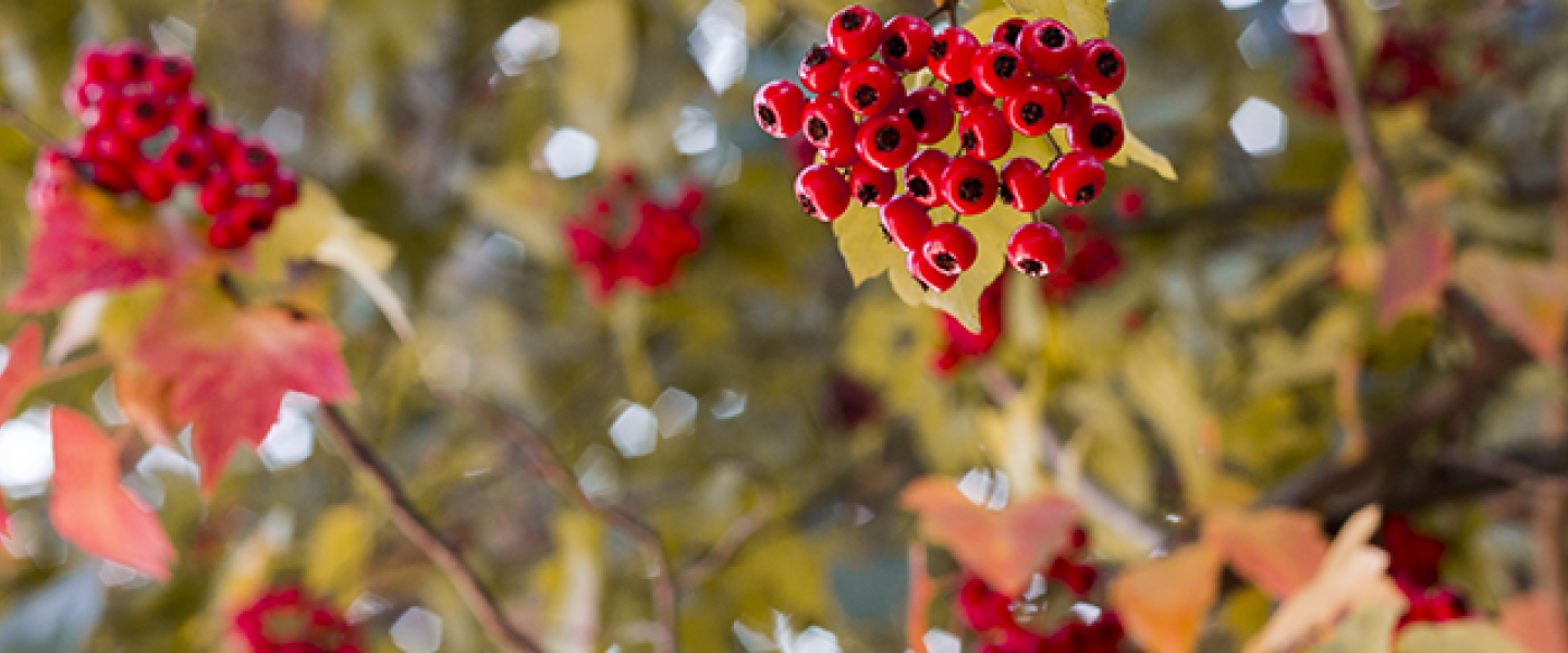 pyracantha berries and branches