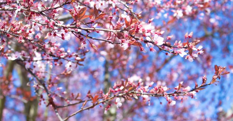 GMC Cherry Blossoms
