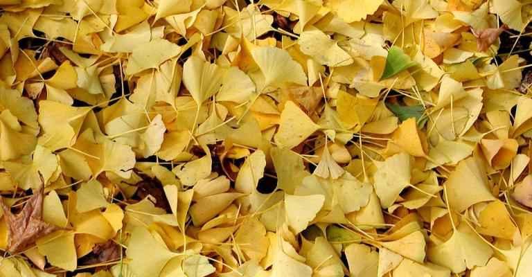 leaves