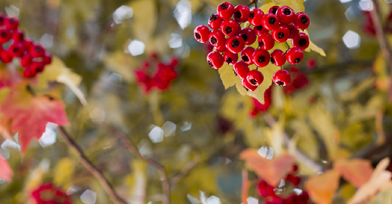 Holly berries and branches