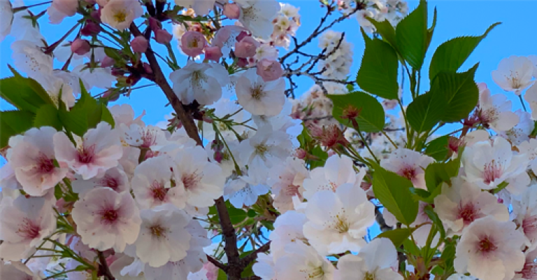 tree blossoms in the Spring